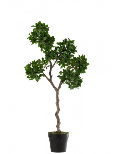 Arbre de Ficus Ginseng - 128cm en linge